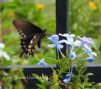 pipevine swallowtail